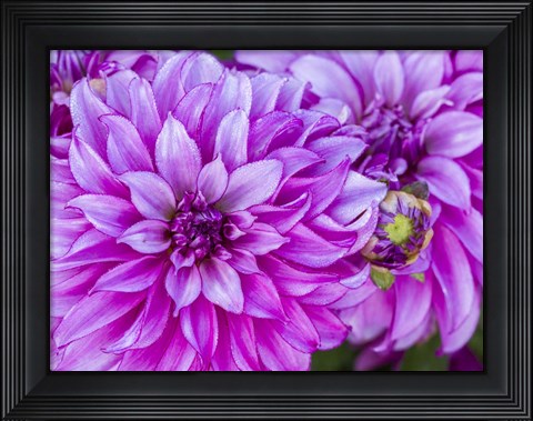 Framed Purple Dahlia Print