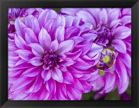 Framed Purple Dahlia Print