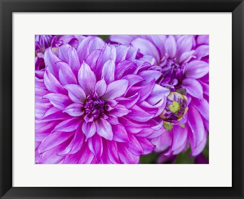 Framed Purple Dahlia Print