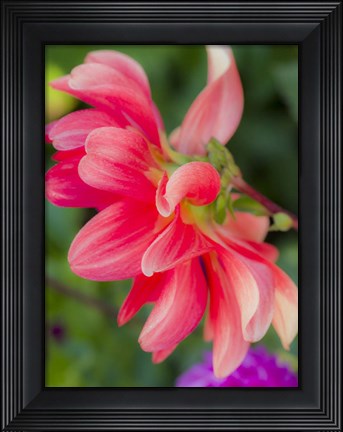 Framed Close-Up Of A Dahlia Print