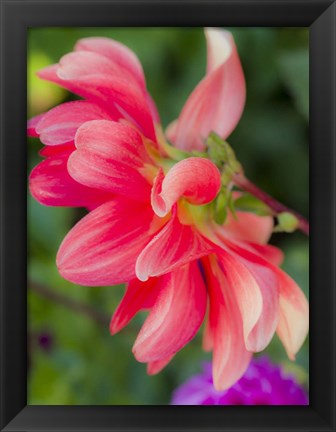 Framed Close-Up Of A Dahlia Print