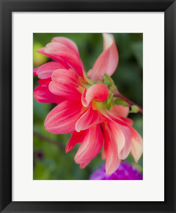 Framed Close-Up Of A Dahlia Print