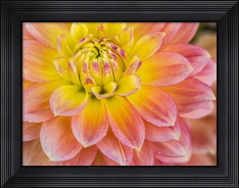 Framed Macro Of A Dahlia Print