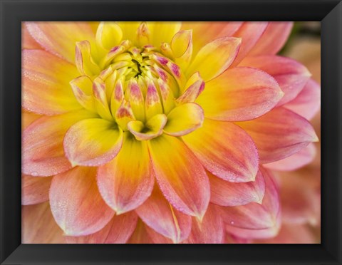 Framed Macro Of A Dahlia Print