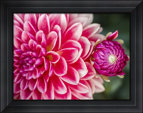 Framed Close-Up Of A Red Dahlia Print