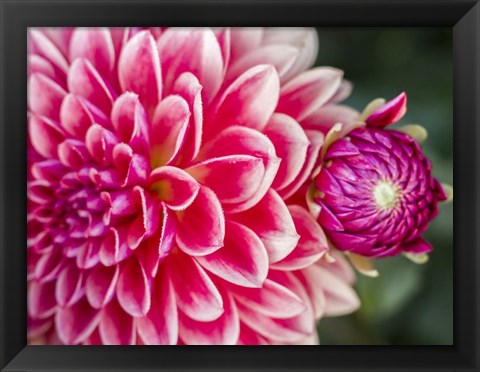 Framed Close-Up Of A Red Dahlia Print