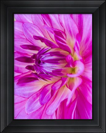 Framed Macro Of A Pink Dahlia Print