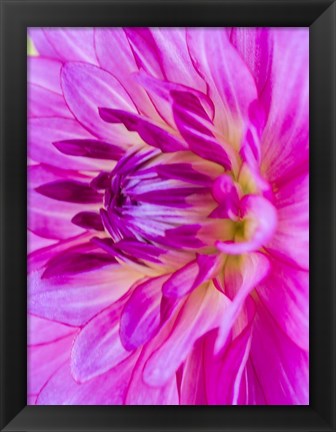 Framed Macro Of A Pink Dahlia Print