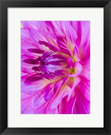 Framed Macro Of A Pink Dahlia Print