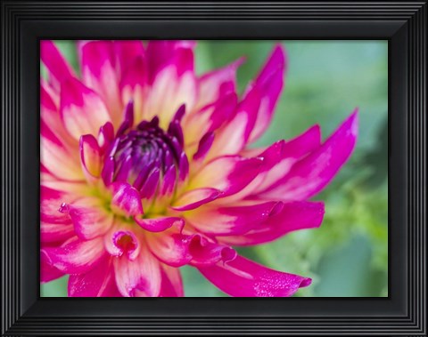 Framed Pink Dahlia Print
