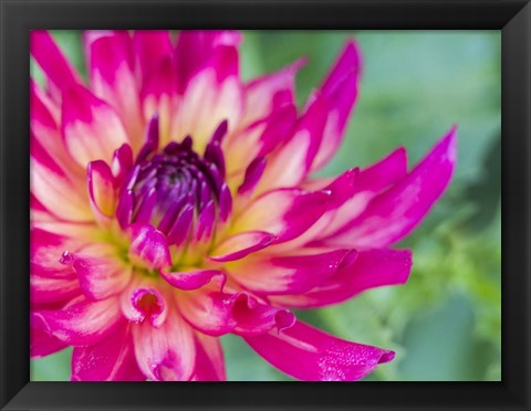 Framed Pink Dahlia Print