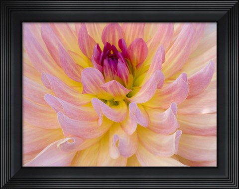 Framed Dahlia Variety Print