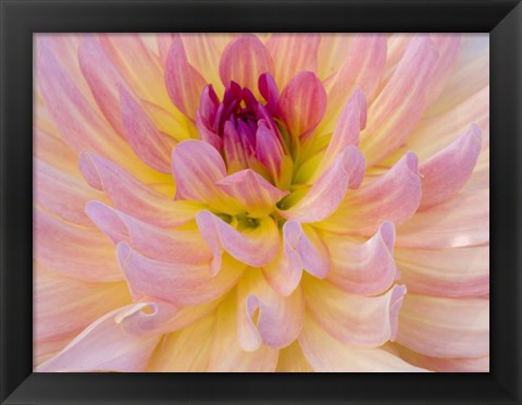 Framed Dahlia Variety Print