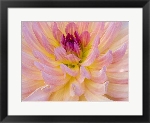 Framed Dahlia Variety Print