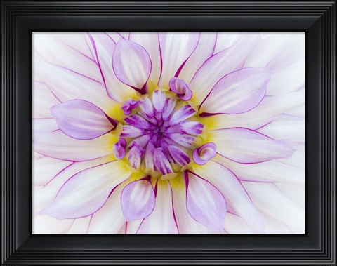 Framed Purple &amp; White Dahlia Print