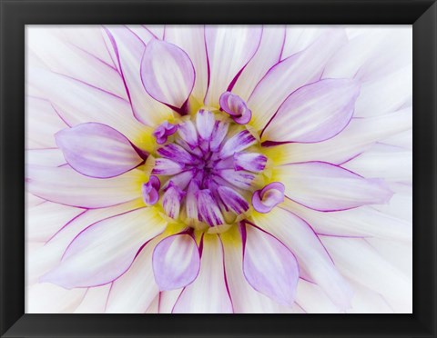 Framed Purple &amp; White Dahlia Print