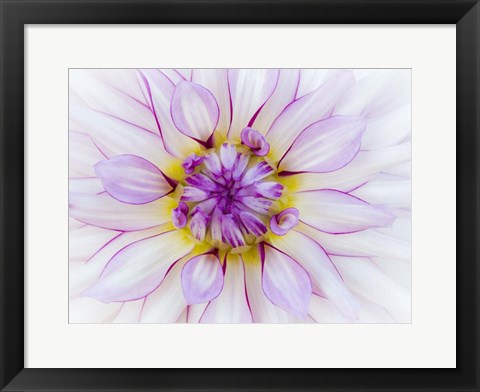 Framed Purple &amp; White Dahlia Print