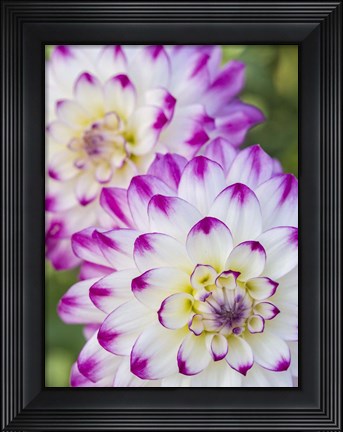 Framed Pair Of Dahlias Print