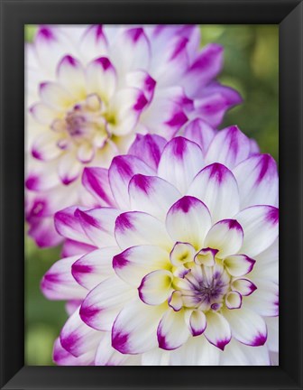 Framed Pair Of Dahlias Print