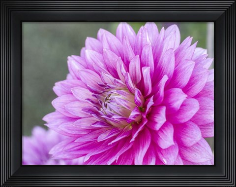 Framed Blooming Dahlia Print