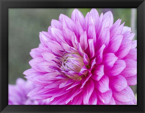 Framed Blooming Dahlia Print