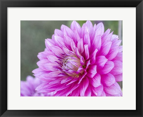 Framed Blooming Dahlia Print