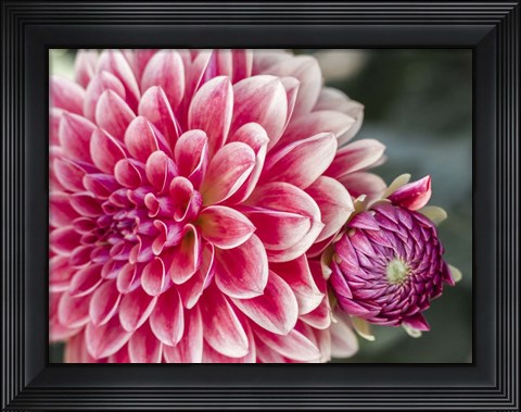 Framed Dahlia With Bud Print