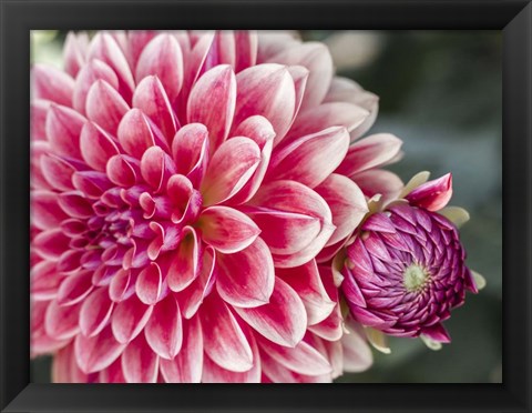 Framed Dahlia With Bud Print