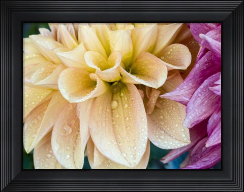 Framed Yellow Dahlia Print
