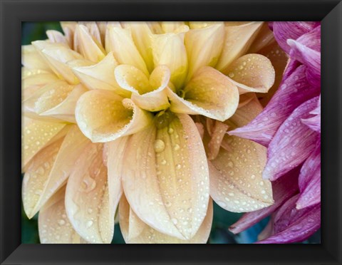 Framed Yellow Dahlia Print