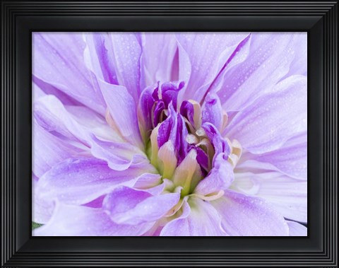 Framed Center Of A Dahlia Print