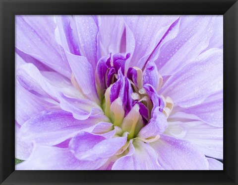 Framed Center Of A Dahlia Print