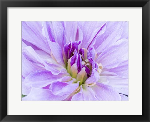 Framed Center Of A Dahlia Print