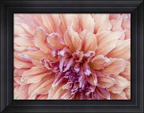 Framed Orange Dahlia Print