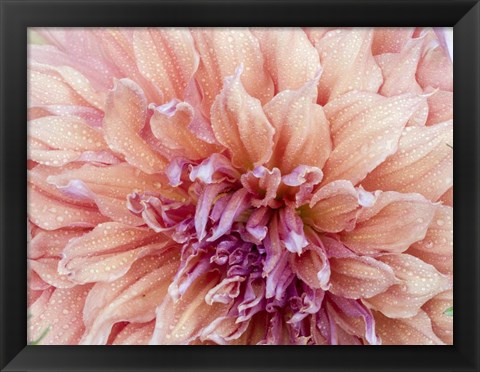 Framed Orange Dahlia Print