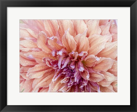 Framed Orange Dahlia Print