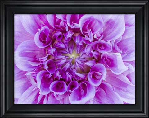 Framed Close-Up Of A Purple Dahlia Print