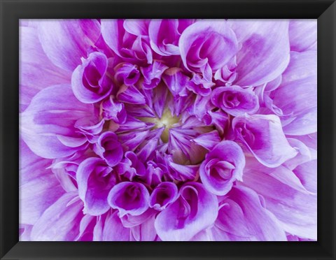 Framed Close-Up Of A Purple Dahlia Print