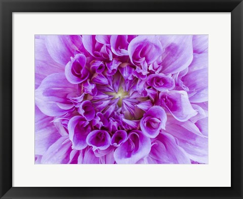 Framed Close-Up Of A Purple Dahlia Print