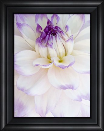 Framed White Dahlia with Purple Edges Print