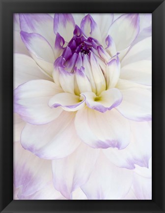 Framed White Dahlia with Purple Edges Print