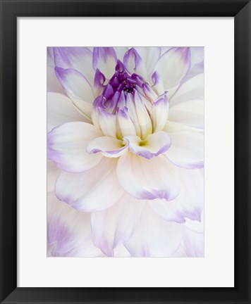 Framed White Dahlia with Purple Edges Print