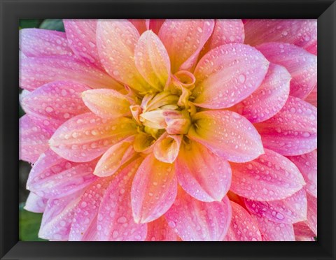 Framed Blushing Dahlia Print