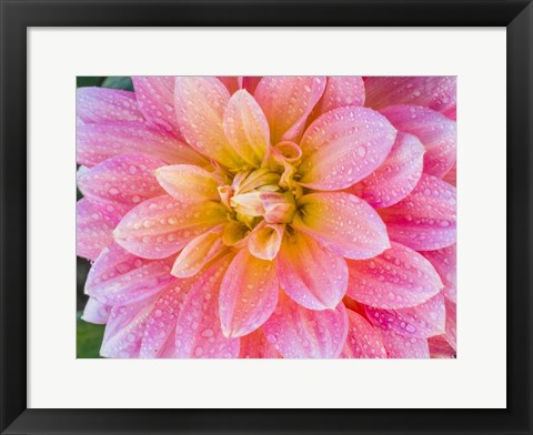 Framed Blushing Dahlia Print