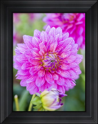 Framed Dahlias Print