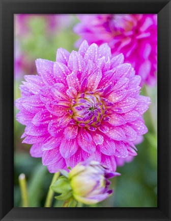 Framed Dahlias Print