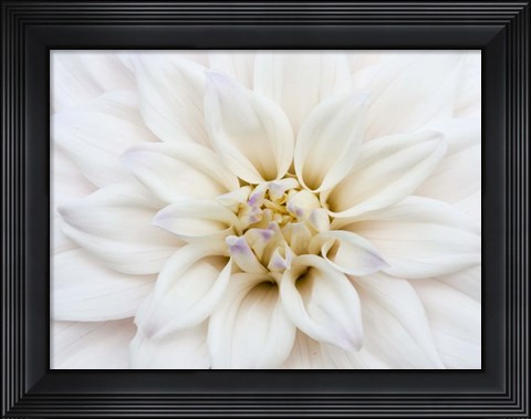 Framed White Dahlia Print