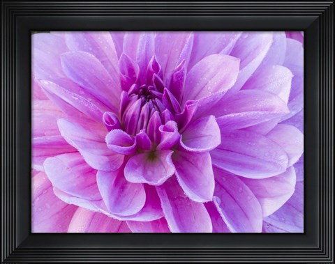 Framed Pretty Pink Dahlia Print