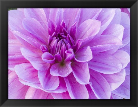 Framed Pretty Pink Dahlia Print