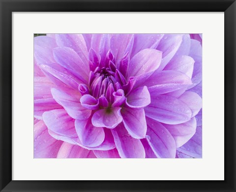 Framed Pretty Pink Dahlia Print